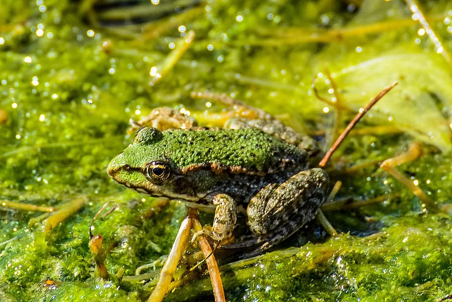 green, brown, frog, mossy surface, water, animal, frogs, amphibian, nature, green frog