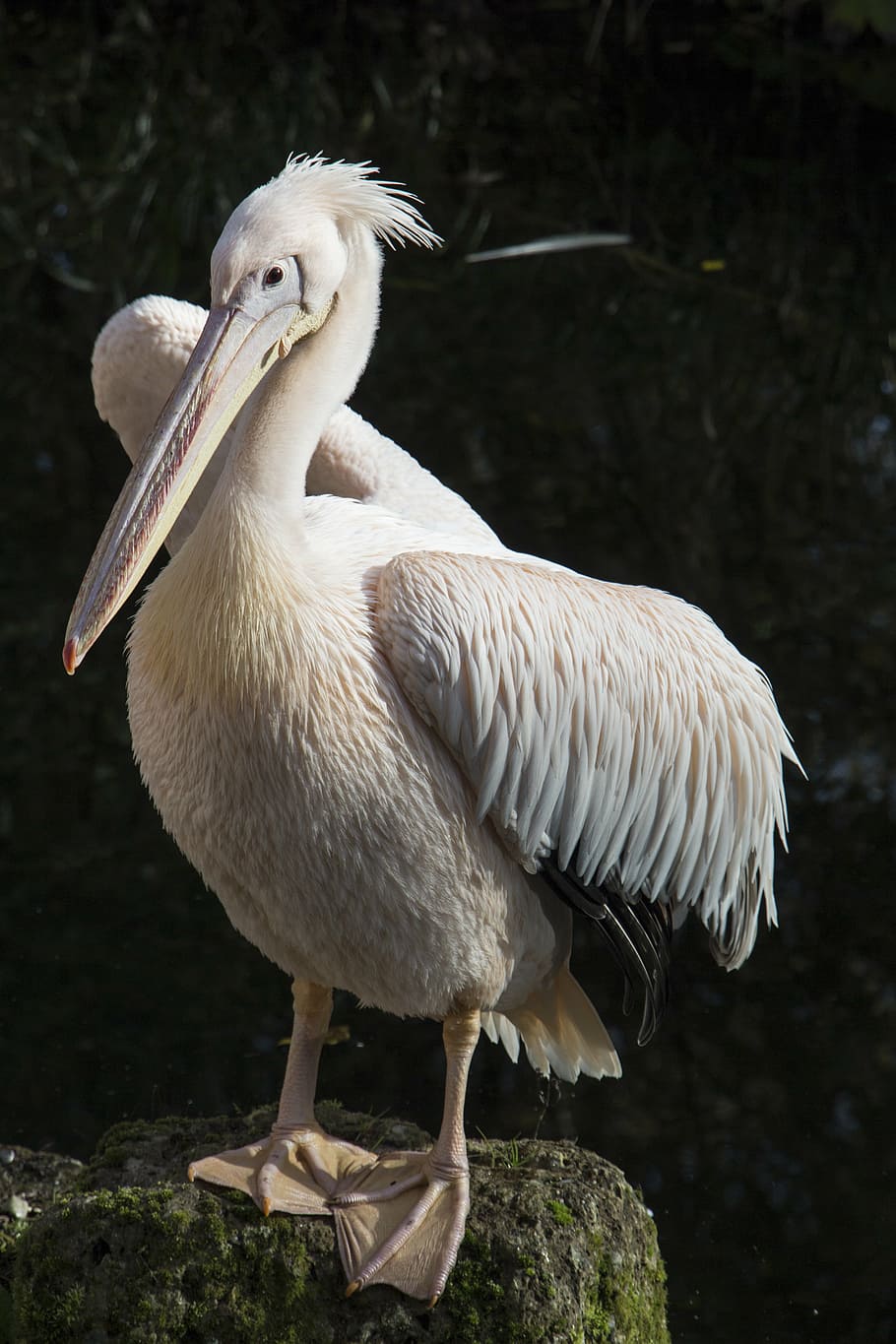 pelicano, branco, pena, pássaro, mar, animal, natureza, selvagem, vertebrado, temas de animais