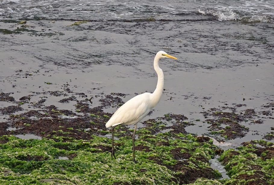 great egret, ardea alba, large egret, great white heron, great white egret, bird, wader, porbandar, coast, india
