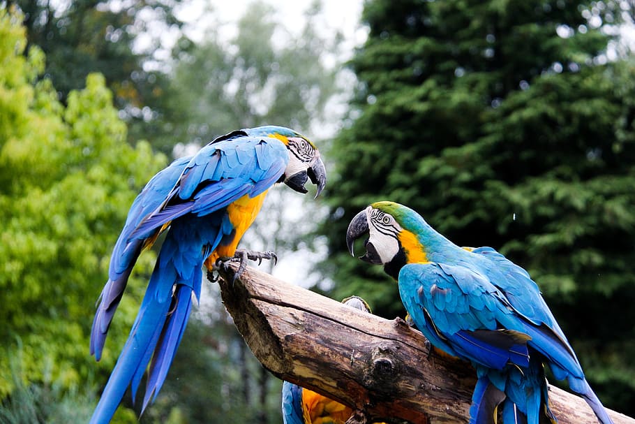 Papagaios, jardim zoológico, papagaio, pássaro, animal, ara, coloridos, pássaros, arara azul, ouro e azul