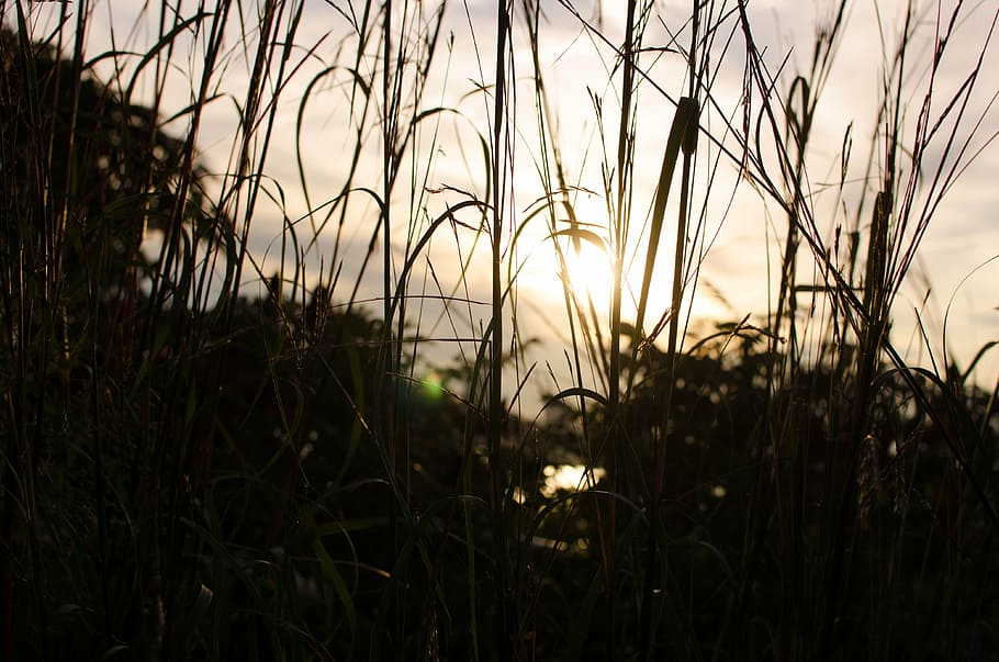 foto de silueta, hierba, verde, campos, puesta de sol, naturaleza, al aire libre, escena tranquila, campo, pintorescos
