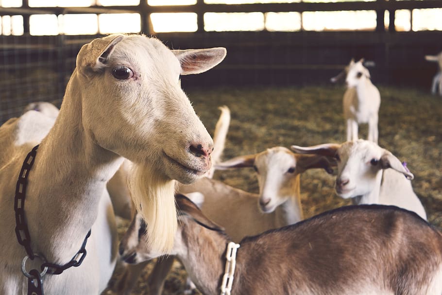 goats, animals, farm, barn, group of animals, mammal, domestic animals, animal themes, livestock, animal