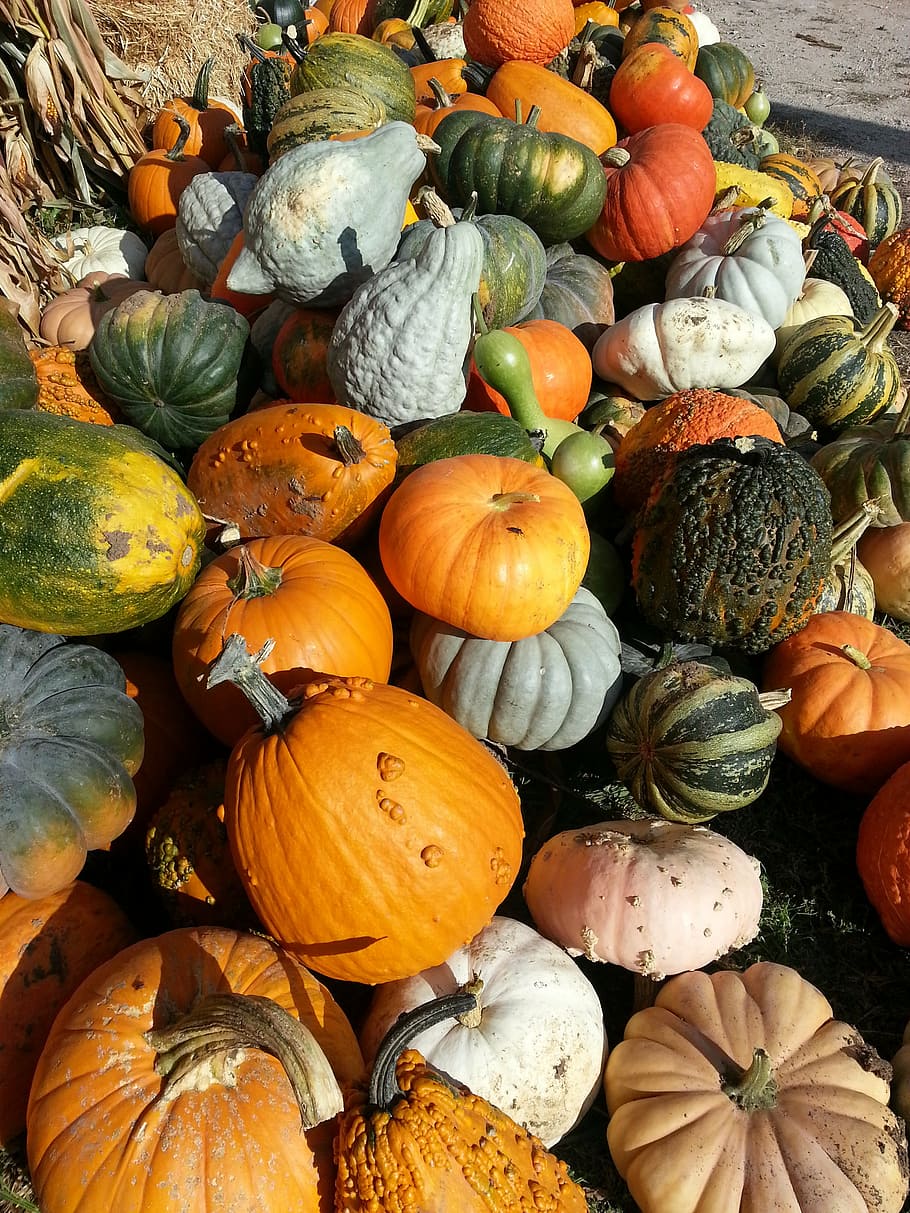 autumn, fall, squash, thanksgiving, october, gourd, farm, orange, farmers market, harvest