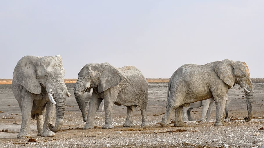 three, gray, elephants, ground, elephant, herd of elephants, africa, namibia, nature, dry