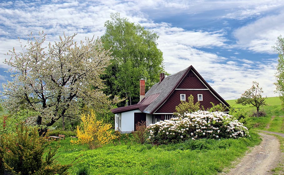 maroon, white, wooden, house, trees, spring cottage, nature, flower, garden, colors