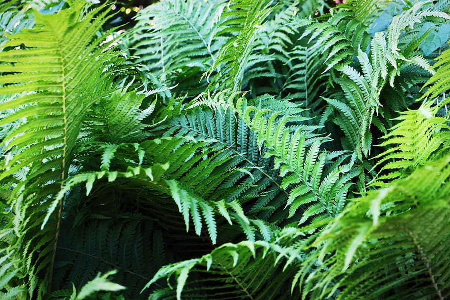 fern, fiddlehead, fern plant, fern leaf, green, plant, forest, green color, leaf, plant part