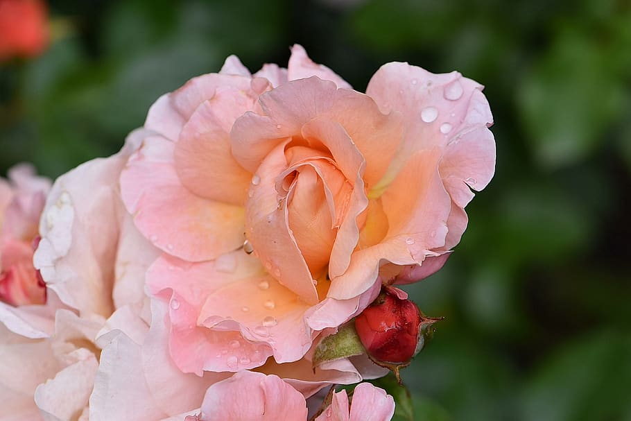 rosa, flor, salmón, marie curie, romántico, amor, naturaleza, belleza, romance, jardín