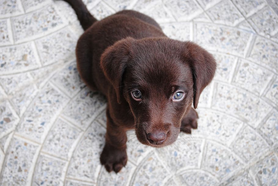 short, coat, brown, puppy, labrador, purebred, retriever, dog, pet, cute