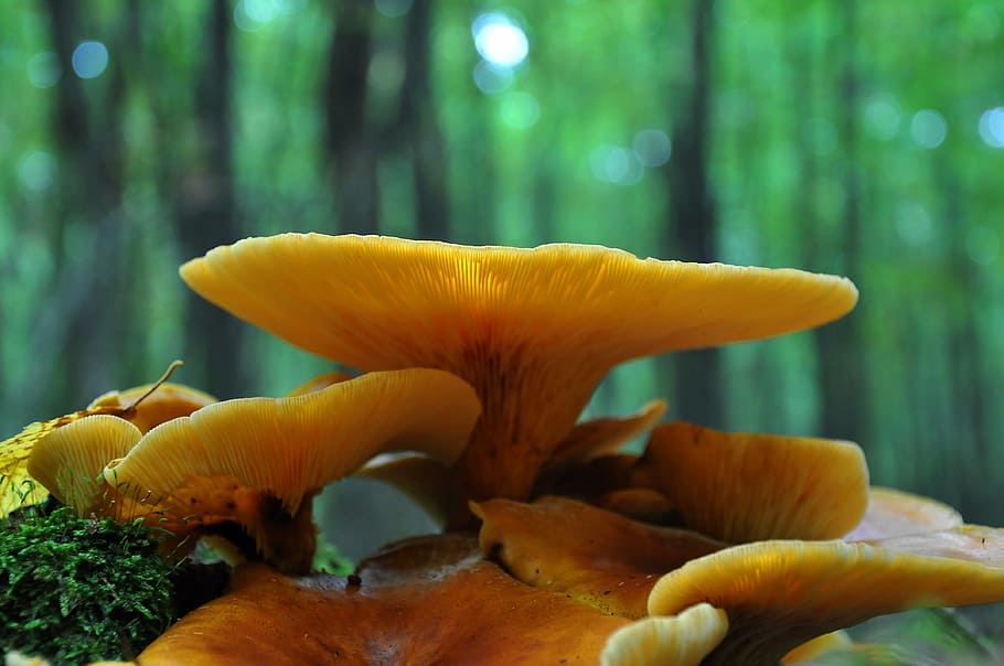 macro photography, mushroom, forest, autumn, yellow mushroom, plant, growth, vulnerability, fragility, beauty in nature