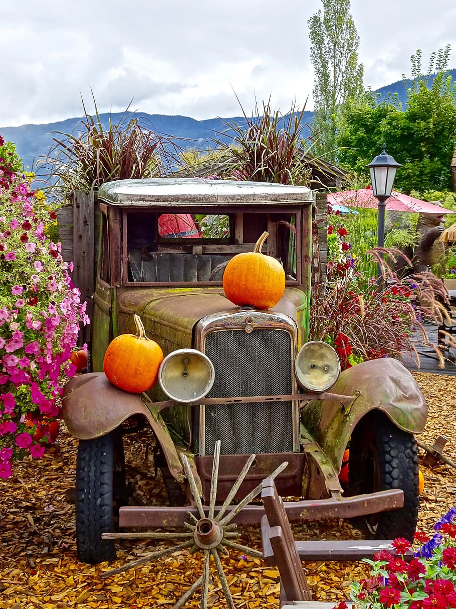 Truck, Pumpkins, Flowers, Display, decoration, pumpkin, outdoors, autumn, rural Scene, wood - Material