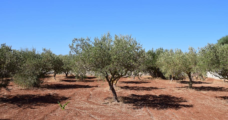 green, leaf trees, olive trees, field, tree, agriculture, olive grove, nature, plantation, olive garden