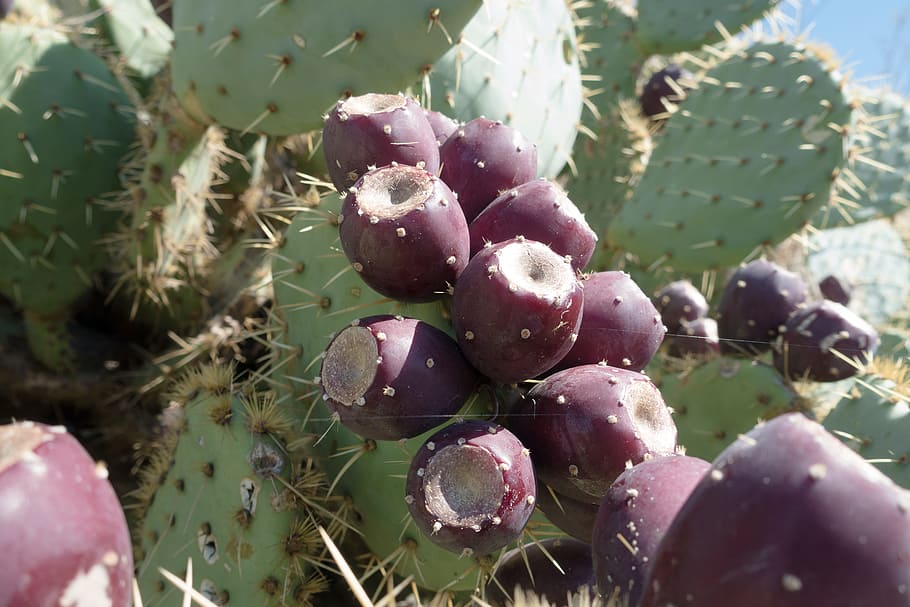 Cactus, Fig, Prickly Pear, Plant, Edible, fruit, food, flora, green, violet