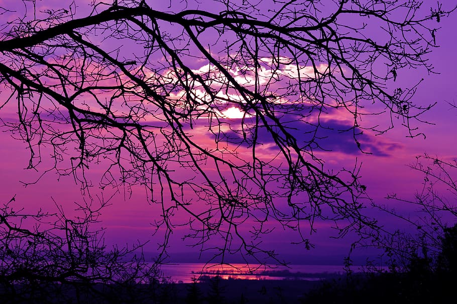 brown, tree, purple, sky, golden, hour, golden hour, purple sunset, violet, sunset