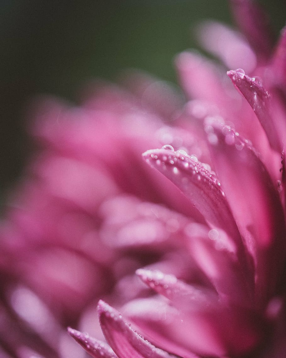 macro photography, pink, chrysanthemum flower, water droplets, flower, petals, bokeh, blur, nature, plant