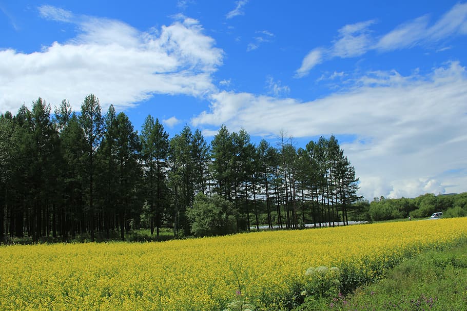 카 놀라 꽃밭, 푸른 하늘, 흰 구름, 자연의 아름다움, 식물, 나무, 노랑, 성장, 경관-자연, 조용한 장면