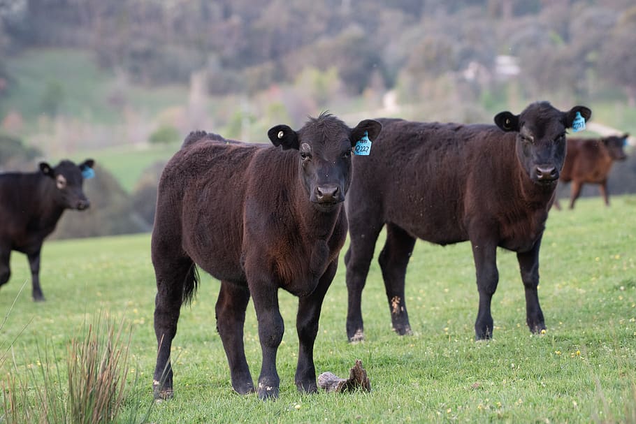cow, black angus, farm, cattle, animal, mammal pasture, beef, livestock, rural, paddock