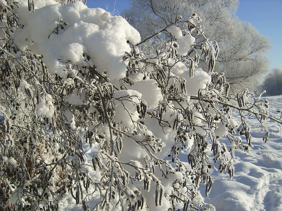 naturaleza, invierno, nieve, invernal, frío invernal, árbol, escarcha, hielo, sol, helado