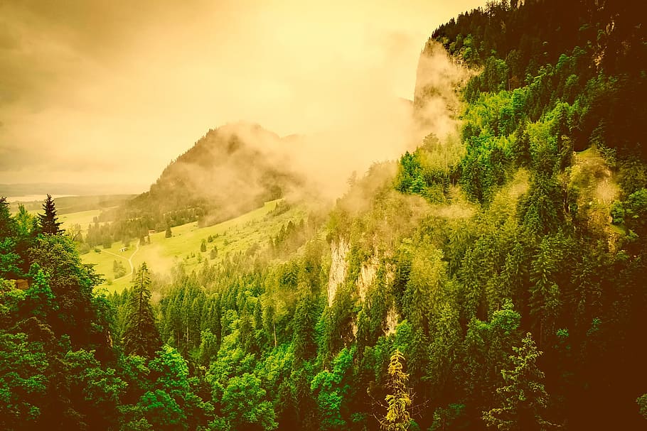 風景写真, 松の木, 山, ドイツ, バイエルン, 日の出, 朝, 霧, 美しい, 風景