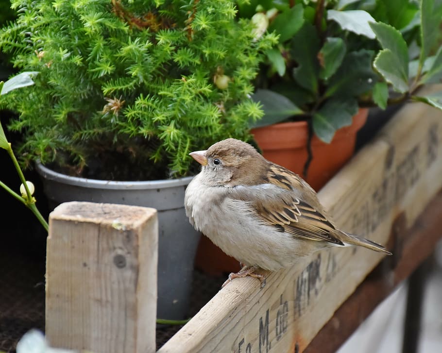 brown, bird, standing, green, leafed, plant, sparrow, sperling, house sparrow, feather