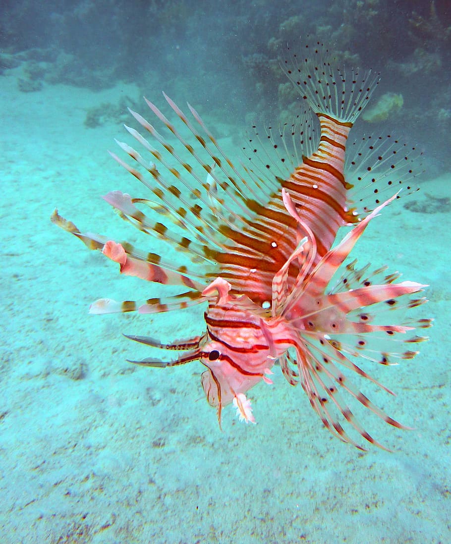 lion fish, Underwater, Diving, underwater, diving, scorpionsfisch, red fire fish, radiant, water, sea, red sea