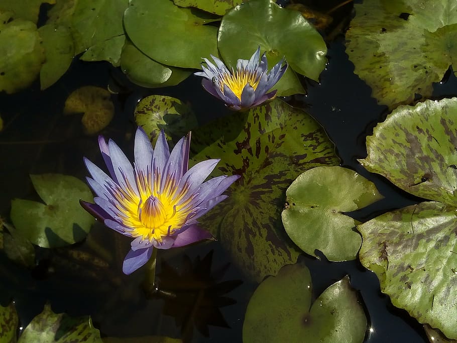 loto, hoja de loto, naturaleza, cuenca de loto, plantas acuáticas, bua ban, flores, loto púrpura, agua, flor