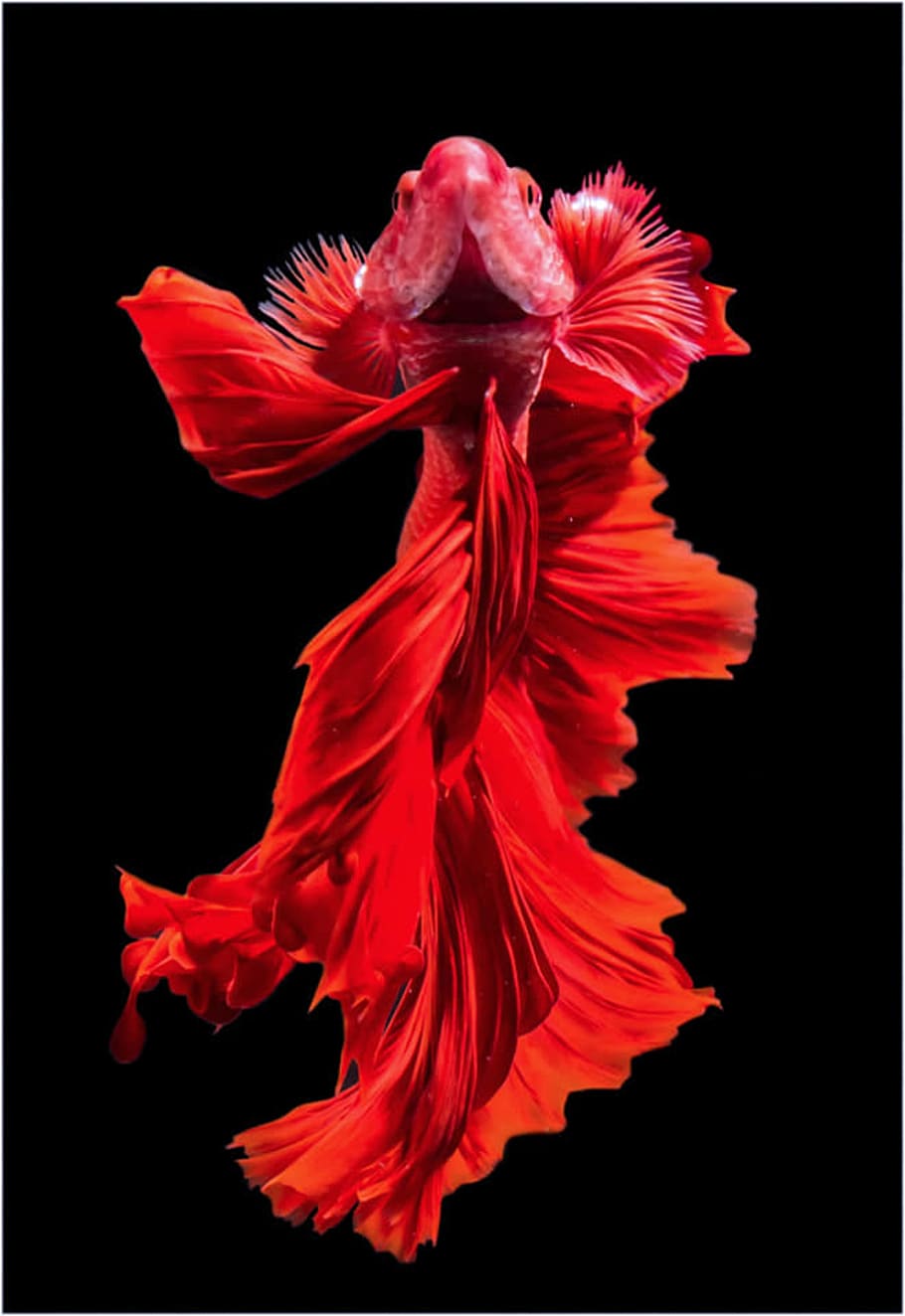 carpa, pez koi, rojo, excelente, animal, fondo negro, foto de estudio, flor, planta floreciendo, fragilidad