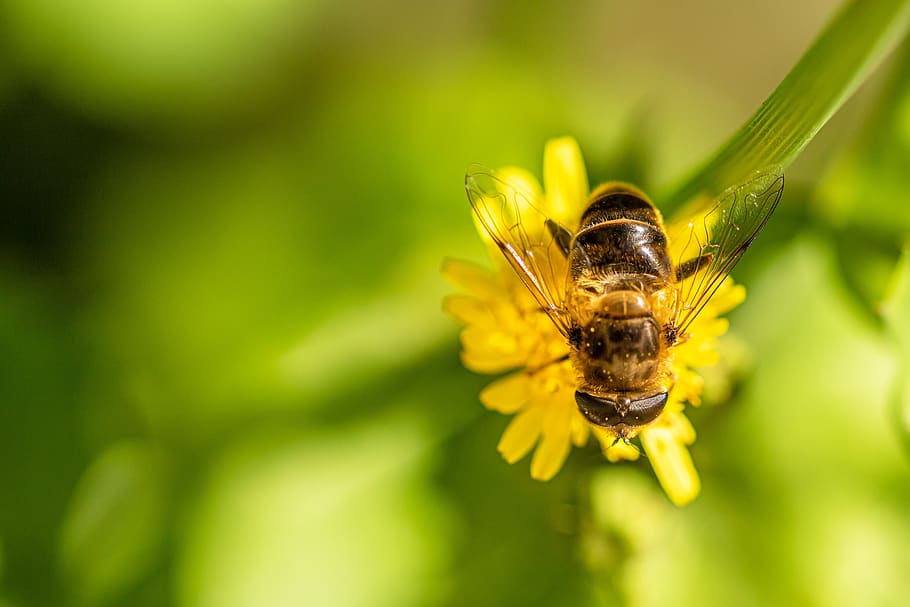 hoverfly, lalat kotoran, alam, serangga, hewan, mekar, sayap, merapatkan, nektar, penyerbukan