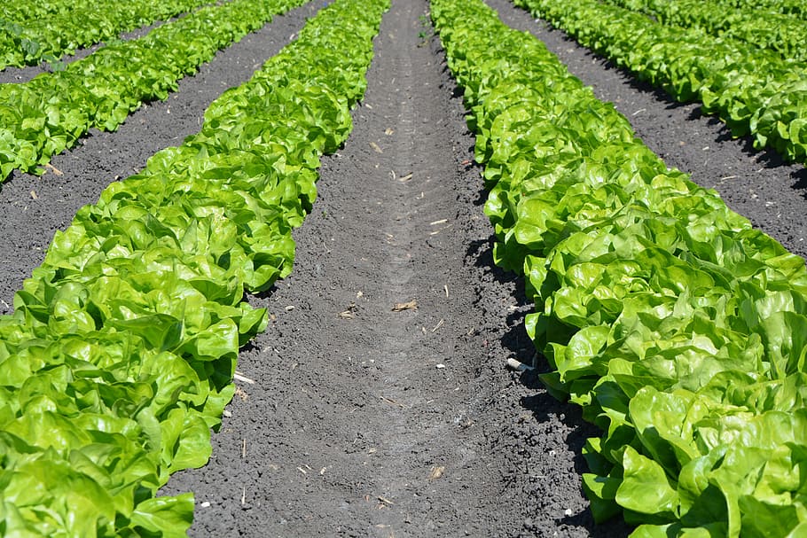 green, root crop field, daytime, lettuce, row, agriculture, plant, farm, harvest, nature