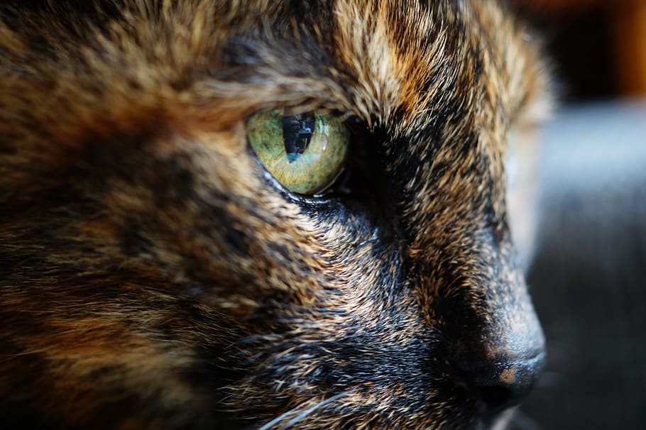 animals, feline, cats, whiskers, snout, fur, fierce, adorable, eyes, curious