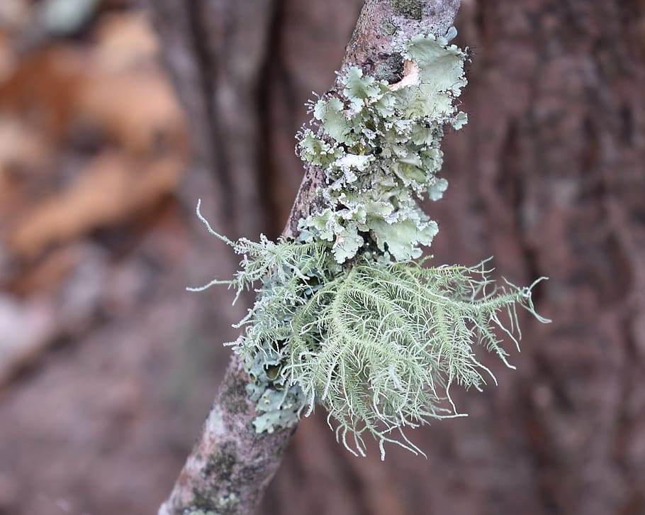 Branch, Lichen, Symbiotic, lichens on branch, cyanobacteria, fungi, nature, green, tree, wild