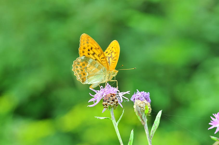 butterfly, fritillary, thistle flower, close, insect, meadow, exemption, flower, flowering plant, invertebrate