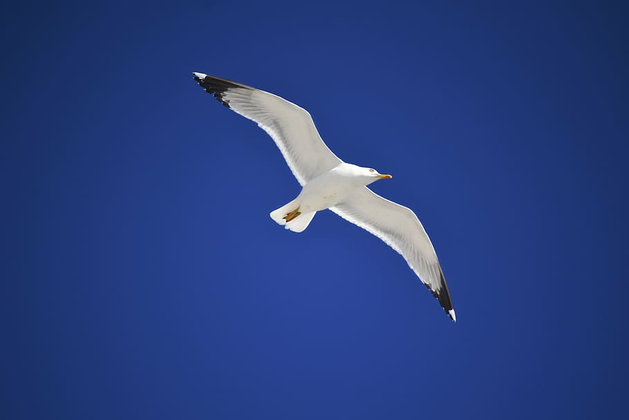 white, black, seagull, blue, background, bird in the sky, blue sky, bird, sky, nature