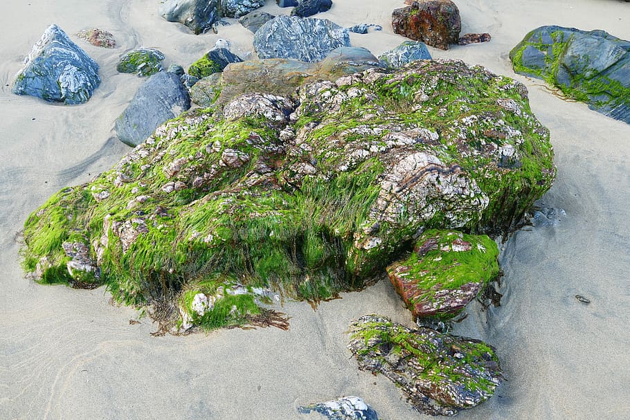Beach, Rock, Stone, Moss, Seaweed, beach, rock, nature, sea, water, ocean