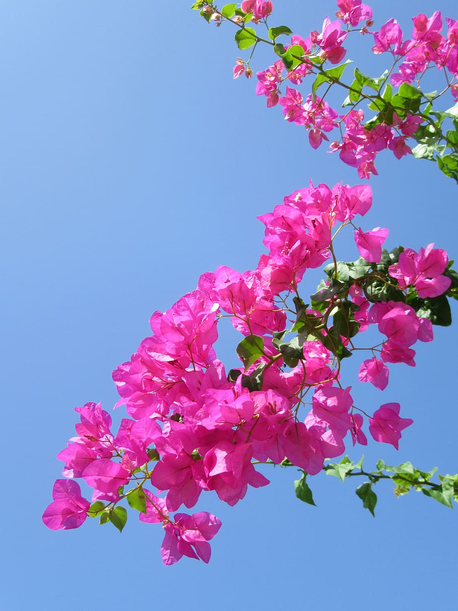 pink, bunga bugenvil, siang hari, bunga tropis, bunga eksotis, bugenvil, detail, mekar, kuncup, perbungaan
