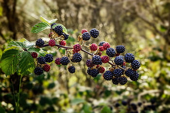 bramble-blackberry-shrub-thorny-royalty-