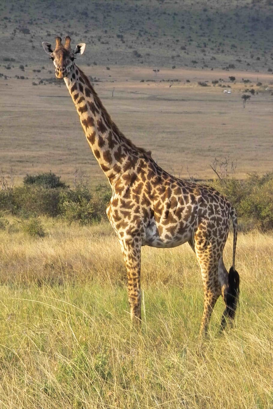 giraffe, wilderness, safari, wild animal, national park, animal world, savannah, kenya, head, long jibe