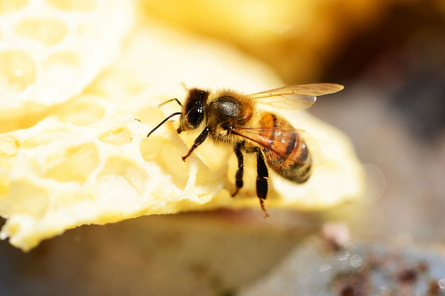 hive, buckfast, insect, honey, bee, worker bee, wings, stripes, nature, pollen