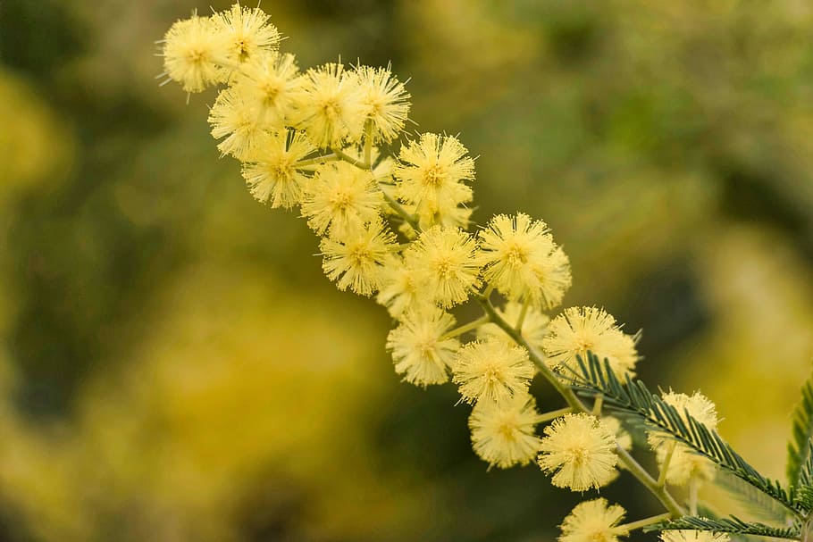 mimosa, flower, yellow, nature, floral, concept, woman, feast, petals, leaves
