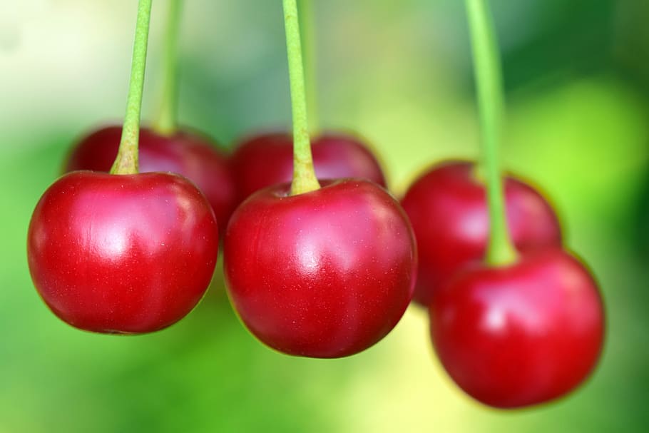closeup, cherries, red, frisch, tree, branch, close, delicious, sweet, summer