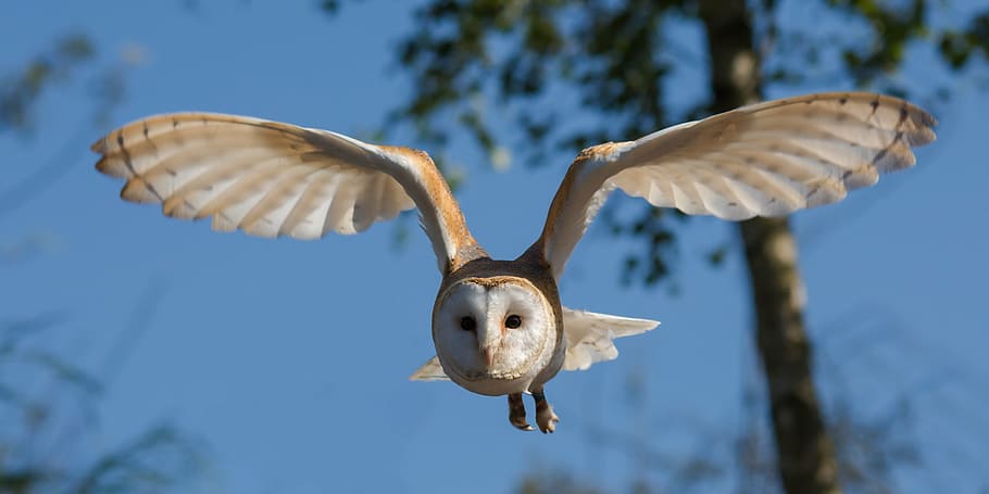 white, beige, owl, flying, daytime, barn owl, bird, nature, wildlife, prey