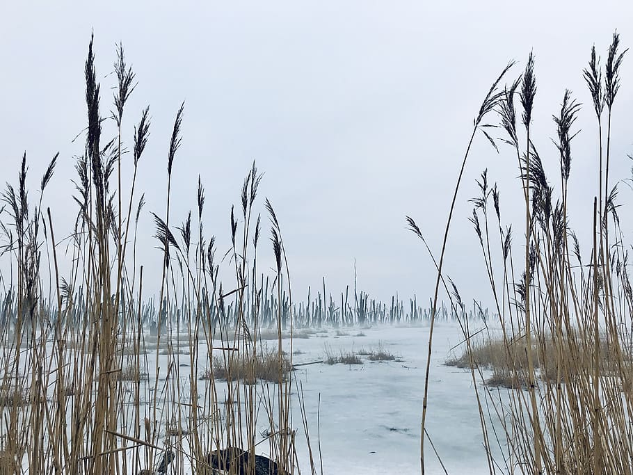 swamp, moor, landscape, fog, baltic sea, usedom, ice, winter, bank, reed