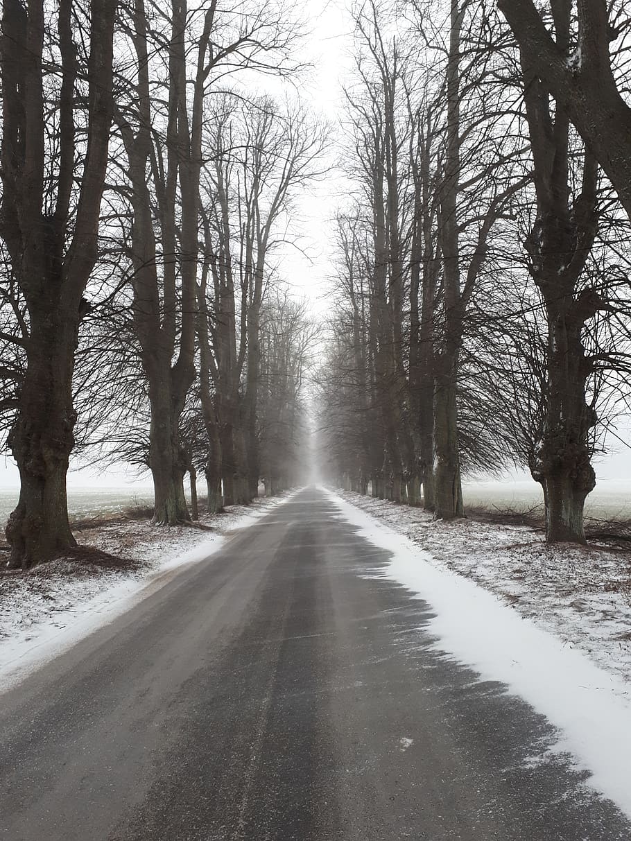 allé, snowy weather, natural, road, landscape, denmark, tree, direction, the way forward, cold temperature