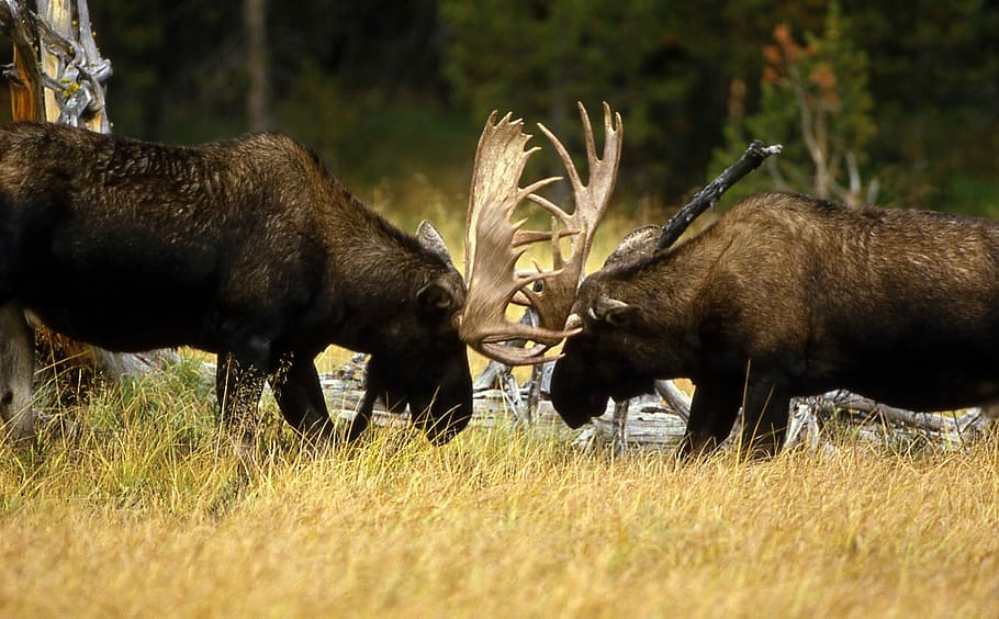 two moose fighting, moose, fighting, nature, public domain, wildlife, animal, horned, mammal, grass