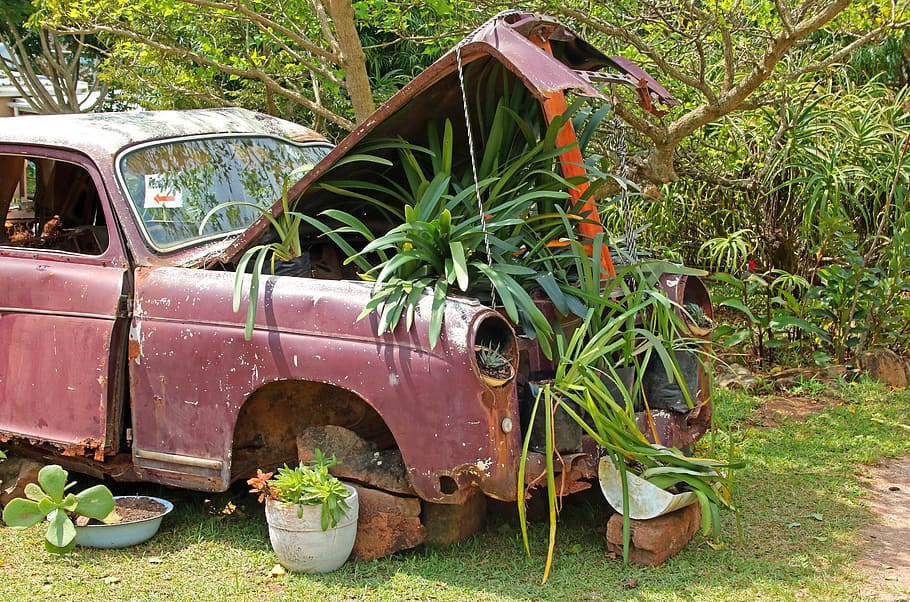 verde, planta de hoja, rojo, motor del vehículo, auto antiguo, plantas bajo el capó, auto, antiguo, descolorido, vintage