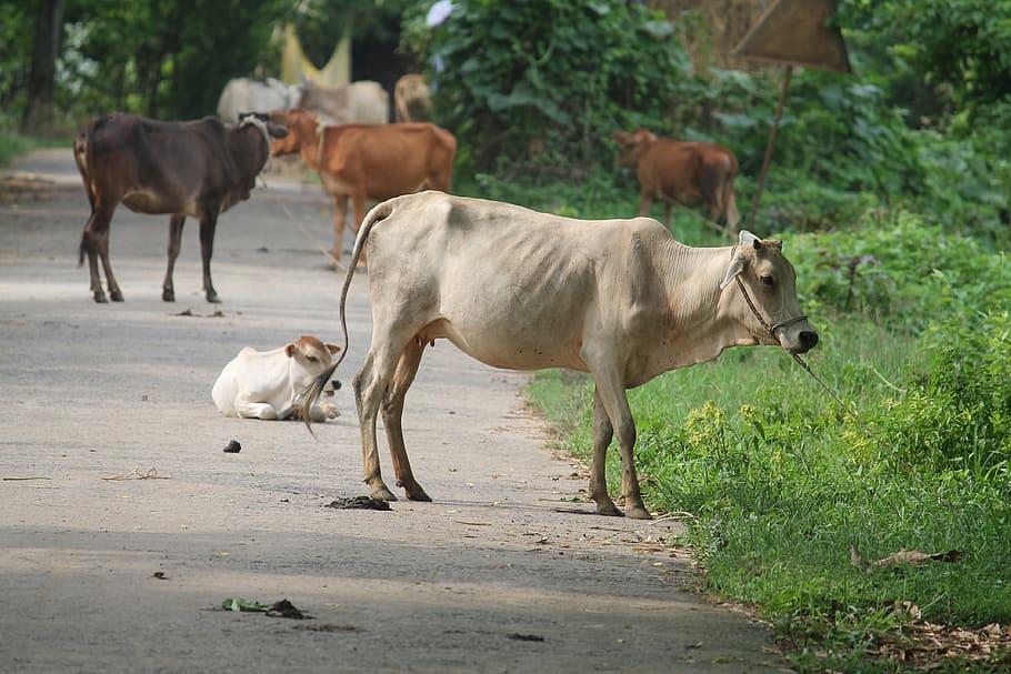 cows, village's cows, animal, cows of india, mammal, animal themes, group  of animals, domestic animals, domestic, pets | Pxfuel