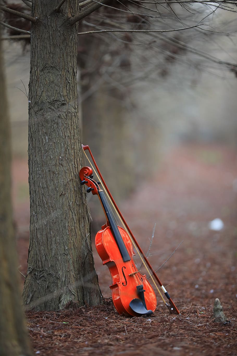 violin, musical instruments, taxodium pine, woodland, tree trunk, tree, trunk, nature, plant, focus on foreground
