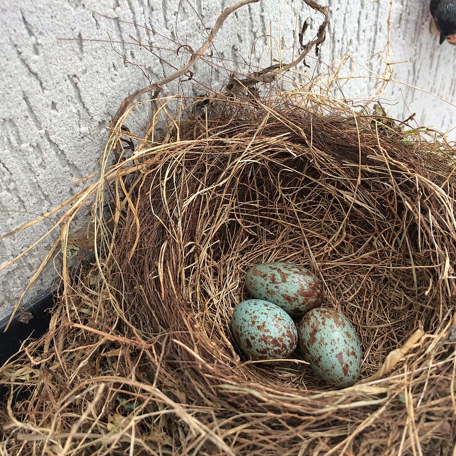 three quail eggs, Nest, Eggs, Birth, Birds, Thrush, Puppies, birth birds, animal nest, beginnings