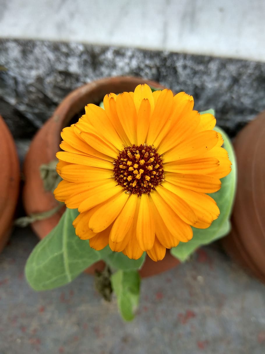 flower, plant pot, yellow flower, yellow, vishal, vishal kumar, vishal kumar pixabay, vishal kumar photography, nature, ever yellow