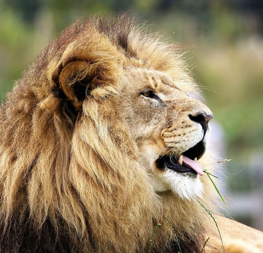 selectorized photography, lion, big cat, big, cat, wildlife, wild, carnivore, feline, animal