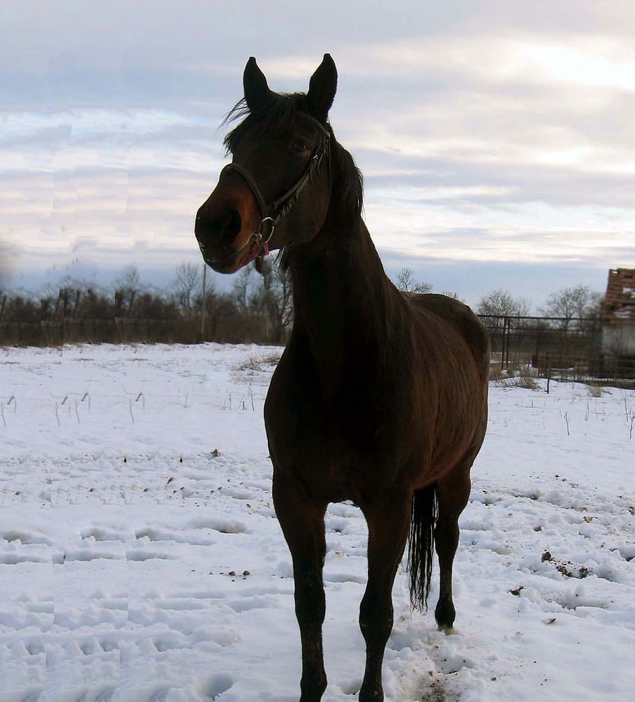 Horse, Mare, Stallion, Koník, Snow, portrait, winter, cold temperature, one animal, domestic animals